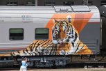 По Приамурью едет «тигриный поезд» сообщением Владивосток – Москва