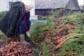 Нижнебузулинский урожай моркови. Фото на конкурс «Амурский урожай — 4» от читательницы Татьяны.