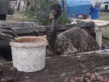 В благовещенской ветклинике прооперировали страуса, который проглотил стекло