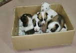 Зоозащитникам из Приамурья выделят 10 миллионов рублей на развитие приюта для животных