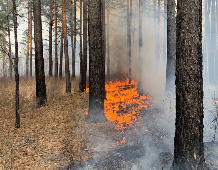Природный пожар потушили в Бурейском округе / В Бурейском округе огонь прошёл 20 гектаров леса. Природный пожар потушили в четверг, 13 октября, сотрудники лесоохраны — всего 14 человек. По предварительным данным, пожар произошёл по вине людей. 