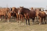 Базу отдыха и пастбище для лошадей открыли амурчане на дальневосточных гектарах