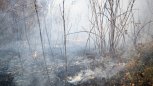 Лесные пожарные борются с огнем в лесах Зейского и Архаринского районов