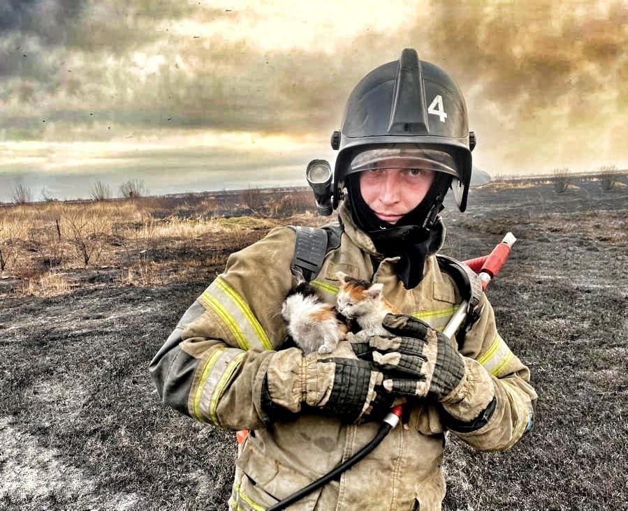 Белогорские пожарные спасли из огня двух котят и нашли им дом / В черте Белогорска загорелась сухая трава. Пожарные, отправившиеся на тушение огня, услышали мяуканье котят.