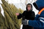 Новогодние елки в Благовещенске начнут продавать 5 декабря