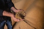 Золото полей: как амурские аграрии добились рекордного урожая сои