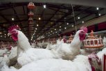 В Приамурье усиливают меры безопасности из-за птичьего гриппа в соседних регионах