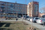 В сквере Благовещенска высадили 30 взрослых деревьев из российского питомника