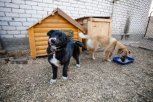 «Горячие сердца» из Благовещенска получат 10 миллионов рублей на преображение приюта для животных