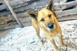 В Чигирях по просьбам местных жителей отлавливают бродячих собак