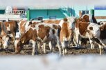 Карантинную полосу для защиты животных от заболеваний установили в 11 районах Приамурья