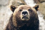 Дрессировщику грозит до двух лет тюрьмы за нападение циркового медведя на ребенка в Приамурье