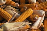 Опасные семена кукурузы из Китая чуть не попали в Приамурье