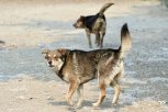 За год в Амурской области отловили почти 2 000 бездомных собак