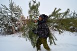 Десять тысяч елок и сосен заготовят амурские лесхозы к Новому году