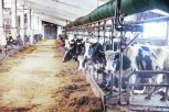 Очагов коровьего лейкоза в Амурской области стало меньше