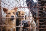 Только после вмешательства прокуратуры в Тынде отловили девять бродячих собак