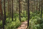 В Приамурье перевыполнен показатель по естественному лесовосстановлению