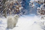 Южный циклон принесет в Амурскую область снег и сильный ветер