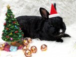 В Благовещенске предлагают в аренду кролика в новогоднюю ночь