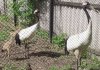 С Муравьевского парка требуют 1,3 миллиона рублей за гибель четырех японских журавлей