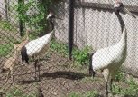 С Муравьевского парка требуют 1,3 миллиона рублей за гибель четырех японских журавлей