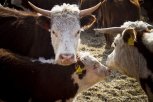 Прививки от ящура поставят более 150 тысячам коров в Приамурье