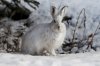 Почти 59 тысяч зайцев живут в лесах Амурской области