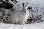 Почти 59 тысяч зайцев живут в лесах Амурской области