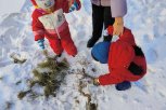 Как у сирот праздник украли: перед Новым годом во дворе дома ребенка в Благовещенске срубили сосну
