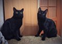 Сэмми и Бу́рми. Фото на конкурс АП «Мартовский кот».