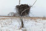 Аистиная пара из Березовского заказника получит в подарок новую опору для гнезда