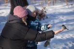 Не думай о синицах свысока: почему амурчане так мало знают о птицах и как это исправить