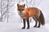 В лесах Приамурья разложат 92 тысячи брикетов с вакциной от бешенства для лис и волков