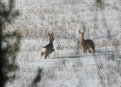Сезон охоты на копытных в Приамурье уже завершен. Фото: Охотуправление Амурской области