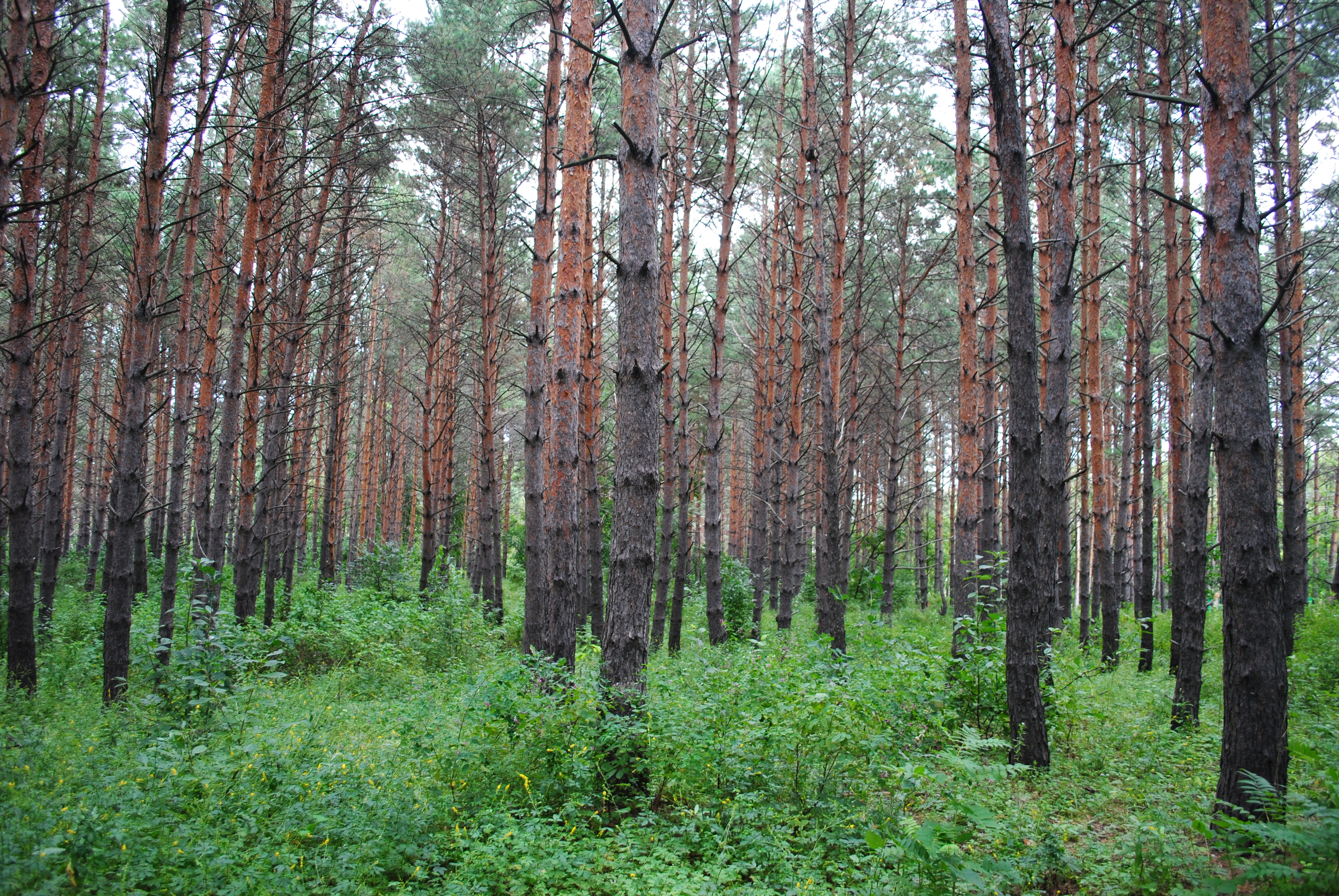 В 2022 году в Приамурье выросла сумма взносов за пользование лесами / В прошлом году юридические и физические лица за пользование участками лесного фонда перечислили более 1,2 миллиарда рублей в бюджеты разных уровней. Это на 74,7 миллиона больше, чем в 2021 году. Полученные средства в том числе направляются на приобретение техники и оборудования, защиту лесов от пожаров, мероприятия по лесовосстановлению и лесоразведению.