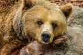 Хозяин медведя, укусившего ребенка в Пояркове, выплатит штраф. Фото: pxhere.com