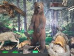 В музей Зеи из Башкортостана приехало двухметровое чучело бурого медведя