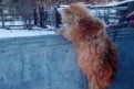 Рыжий котенок застрял в колючей проволоке в амурском селе. Скрин видео t.me/belokrug28