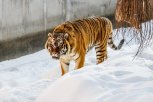 Хищники под контролем: амурское охотуправление об убийстве собаки тигром около приюта