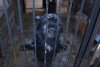 Тындинский приют для животных принял первых постояльцев