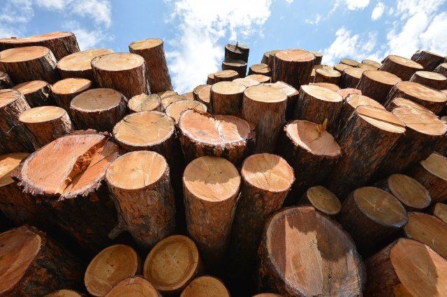 В прошлом году из Амурской области вывезли больше 270 тысяч кубометров леса / В 2022 году Амурская область отправила на экспорт больше 270 тысяч кубометров леса. Процесс проходит под контролем управления Россельхознадзора. Основной покупатель древесины из Приамурья — Китай.