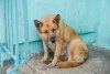 Администрация Зеи выплатила подростку 15 тысяч рублей за укус бездомной собаки