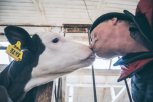 В Приамурье построят животноводческий комплекс на 1500 коров