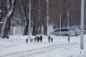 На территории школы Благовещенска отловили стаю собак. Фото: Владимир Воропаев