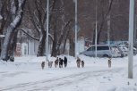 В Благовещенске отловили стаю бездомных собак на территории школы
