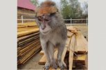 11-летнюю обезьянку участника спецоперации продают в амурском Свободном