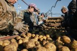 Как накормить амурчан местной картошкой: власти предлагают фермерам создать кооператив