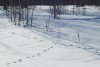 В четырех заказниках Амурской области пересчитали зверей