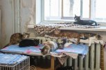 За год жители Амурской области 1200 раз пожаловались на недобросовестных владельцев животных